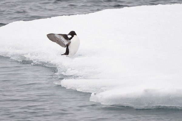 (c)Marcel Bihr    fotonova.ch