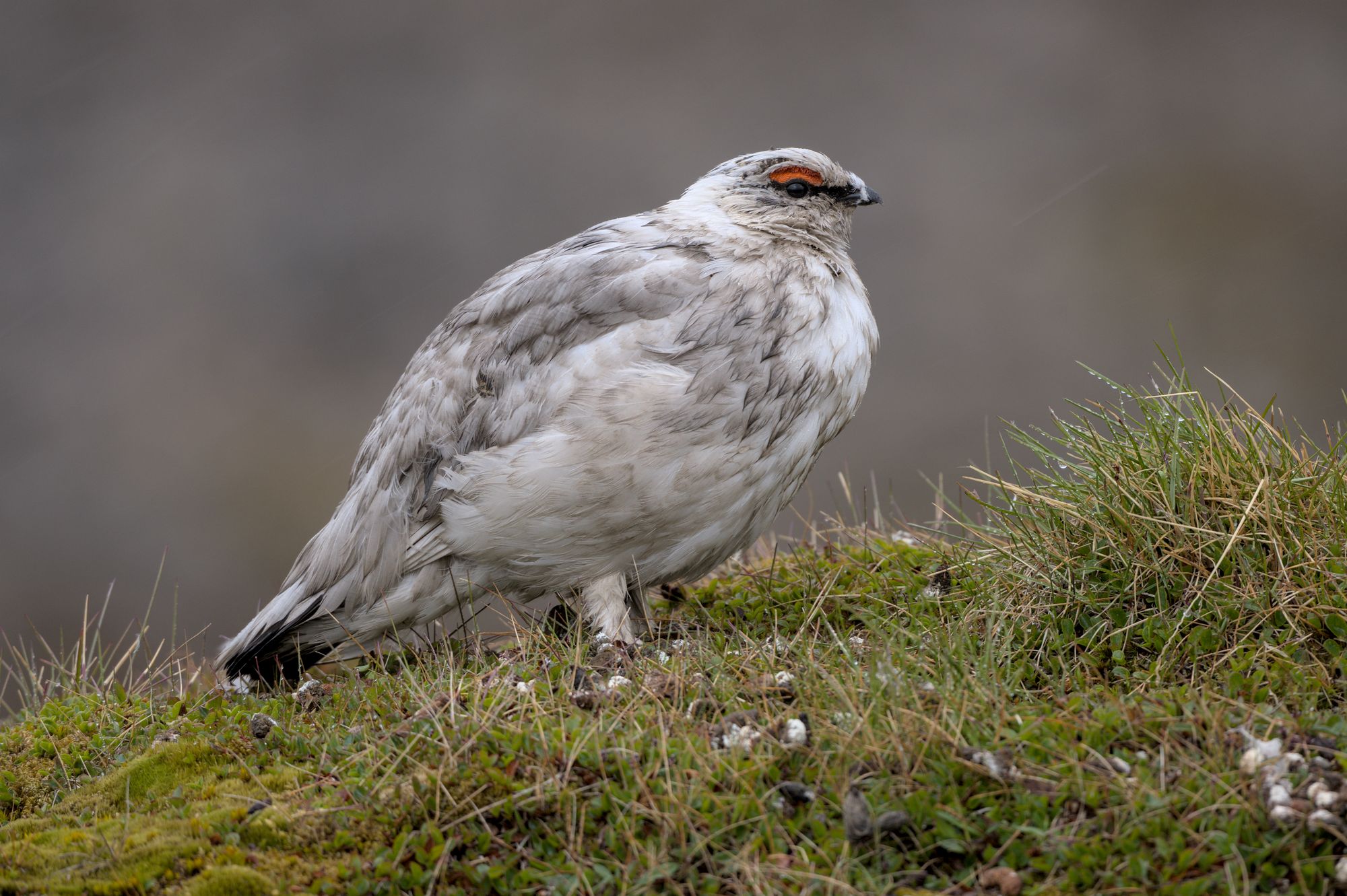 Vogelwelt