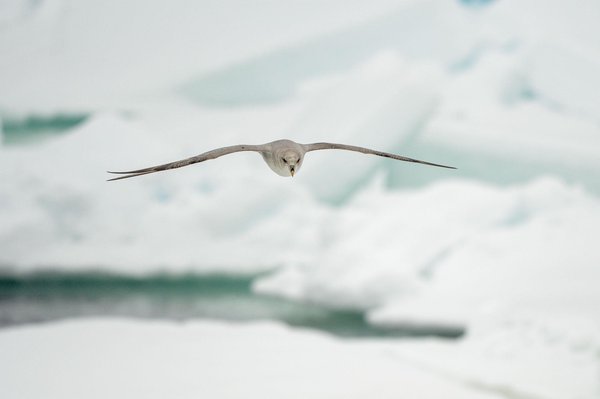 (c)Marcel Bihr    fotonova.ch