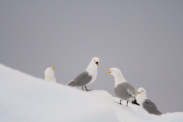 (c)Marcel Bihr    fotonova.ch